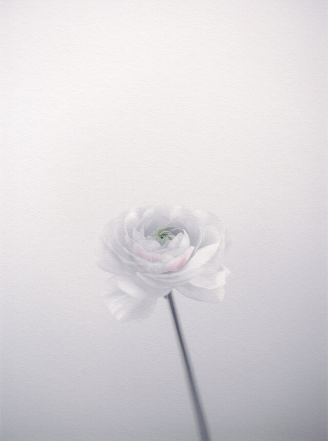 Rinko Kawauchi × Ryohei Tanaka