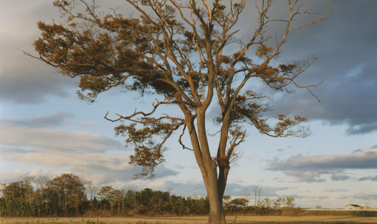 Naoya Hatakeyama 