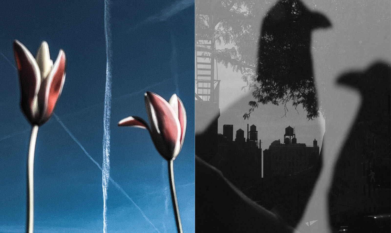 Sarah van Rij & David van der Leeuw×Yuki Shimizu