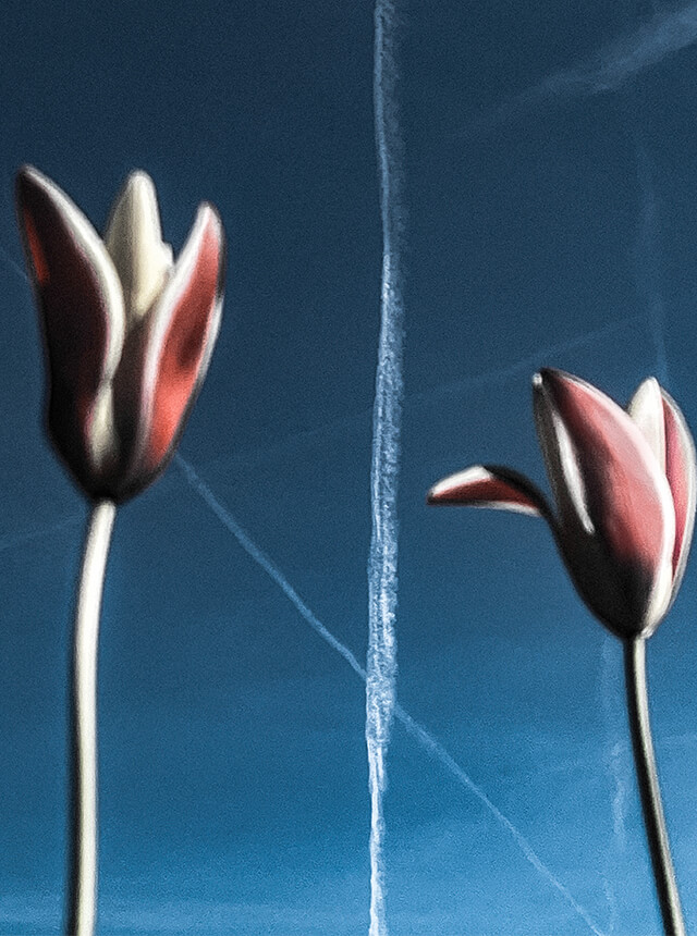 Sarah van Rij & David van der Leeuw×Yuki Shimizu